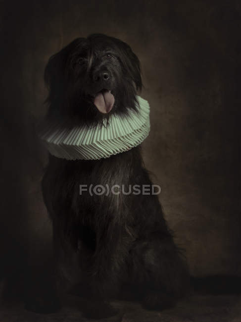Portrait of black fluffy Giant Schnauzer with tongue out in white ruff looking in camera — Stock Photo