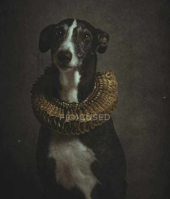 Ritratto di obbediente bianco e nero Smooth Fox Terrier in ruff dorato — Foto stock