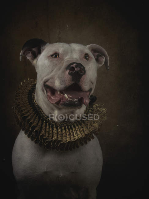Porträt eines neugierigen weißen Pitbullen mit herausgestreckter Zunge in goldener Halskrause — Stockfoto