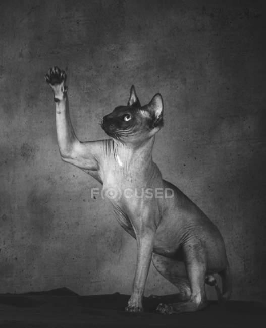 Чорно-білий знімок родоводу лисого кота Сфінкса, що сидить і піднімає лапу — стокове фото