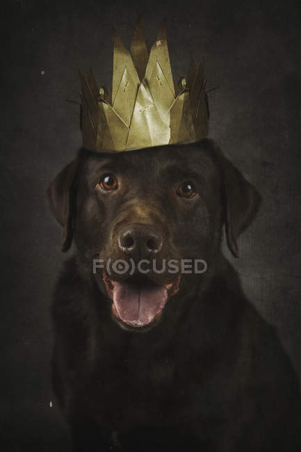 Portrait of joyful brown Labrador Retriever in golden crown sitting and looking in camera — Stock Photo