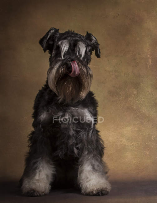 Retrato de Schnauzer lindo con la lengua fuera lamiendo la nariz y sentado en el estudio - foto de stock