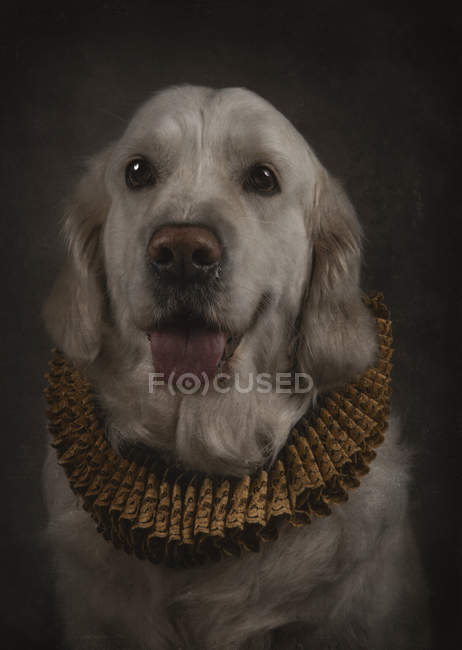 Porträt eines freundlichen Golden Retrievers mit herausgestreckter Zunge in eleganter Halskrause — Stockfoto