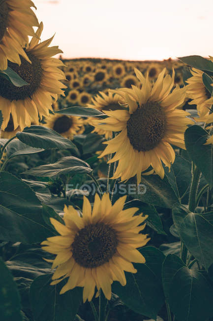 Landschaftliche Landschaft des Sonnenblumenfeldes auf dem Hintergrund des blauen Morgenhimmels in sanften Sonnenstrahlen — Stockfoto