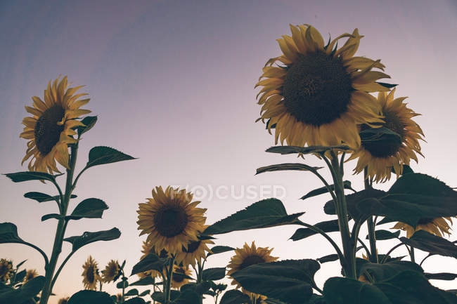 Scenic landscape of sunflower field on background of blue morning sky in soft sunbeams — Stock Photo