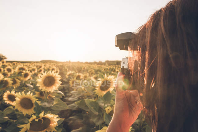 Обрезанное изображение фотографа, стоящего посреди поля с яркими подсолнухами и фотографирующего закат — стоковое фото