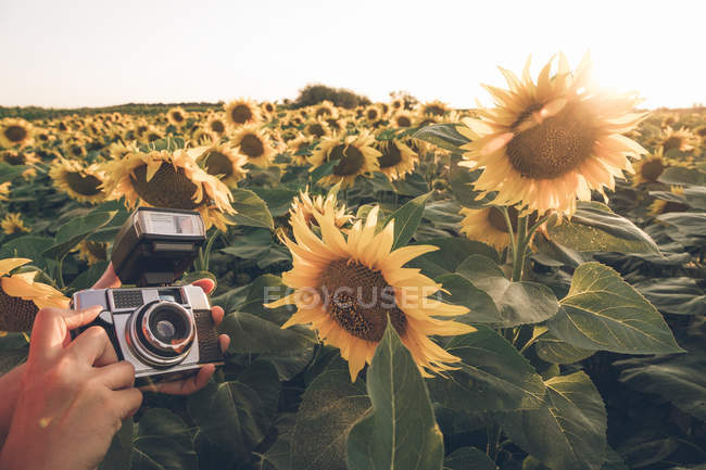 Abgeschnittenes Bild eines Fotografen, der mitten im Feld mit hellen Sonnenblumen steht und den Sonnenuntergang fotografiert — Stockfoto