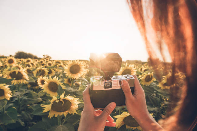 Imagen recortada del fotógrafo que se encuentra en medio del campo con brillantes girasoles y toma la foto de la puesta del sol. - foto de stock