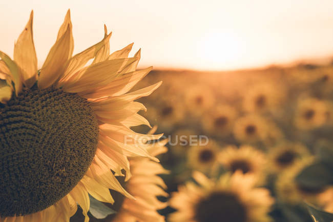 Мальовничий пейзаж соняшникового поля на тлі блакитного ранкового неба в м'яких сонячних променях — стокове фото