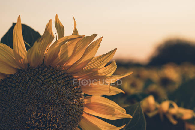 Landschaftliche Landschaft des Sonnenblumenfeldes auf dem Hintergrund des blauen Morgenhimmels in sanften Sonnenstrahlen — Stockfoto