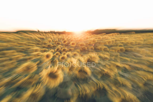 Brilhante sol dourado se pondo acima do campo de girassol em borrão de movimento — Fotografia de Stock