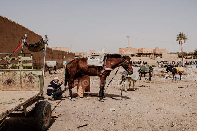 Side view of ethnic local men putting horseshoe on hoof of brown horse on sunny day in town in Morocco — Stock Photo