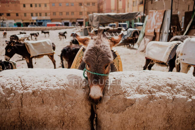Burro marrom em uma estação de parque de burro no dia ensolarado na cidade em Marrocos — Fotografia de Stock