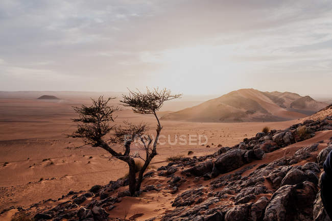 Piccolo albero verde che cresce in mezzo al deserto di pietra sabbiosa contro il cielo grigio in Marocco — Foto stock