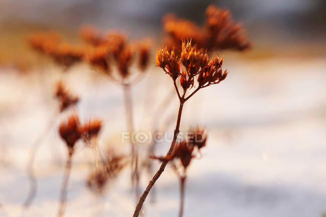 Soft focus di piante sottili e vivide sul campo ricoperto di neve nelle giornate fredde — Foto stock