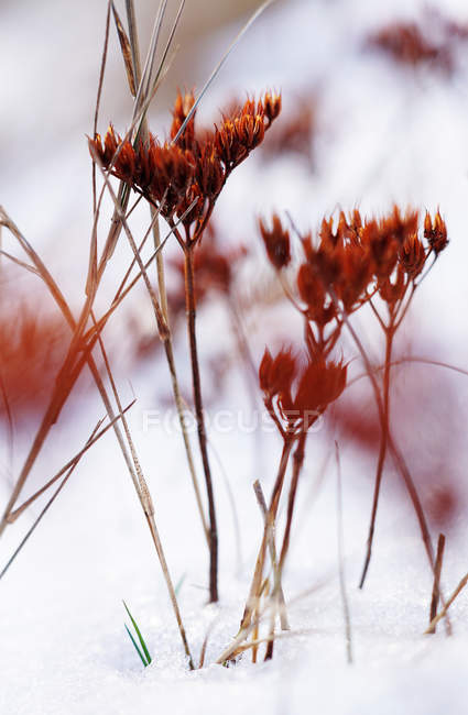 Soft focus of thin vivid plants on field covered with snow in cold day — Stock Photo