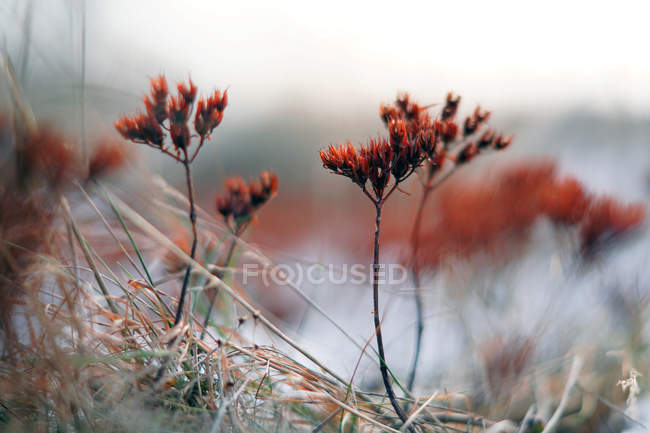 Сосредоточение внимания тонких ярких растений на поле, покрытом снегом в холодный день — стоковое фото