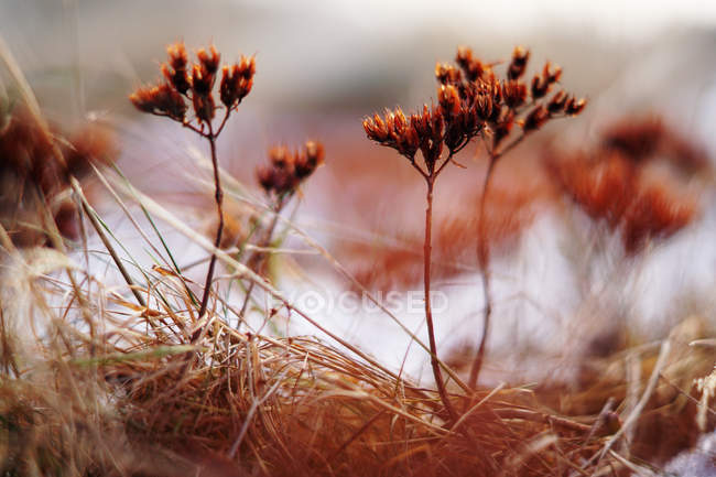 Foco suave de plantas vivas finas no campo coberto com neve no dia frio — Fotografia de Stock