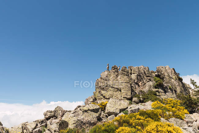 Сірі кози, дивлячись з цікавістю, стоять на кам'яних скелях на фоні яскравого блакитного неба — стокове фото