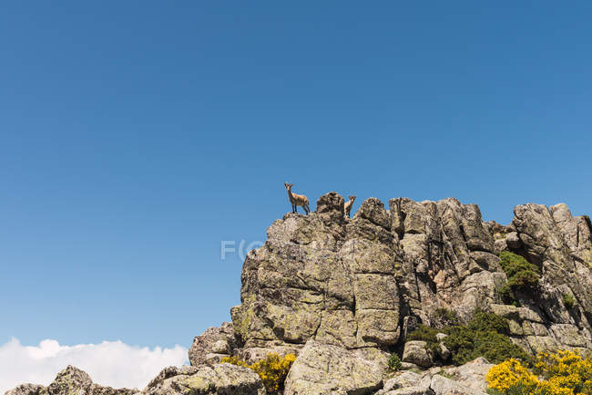 Capre grigie guardando con curiosità, in piedi su rocce pietrose su sfondo di cielo blu brillante — Foto stock