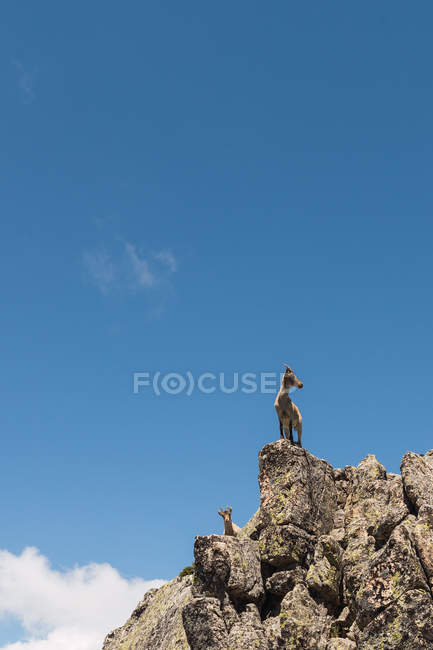 Cabras cinzentas olhando com curiosidade, em pé sobre pedras pedregosas no fundo do céu azul brilhante — Fotografia de Stock