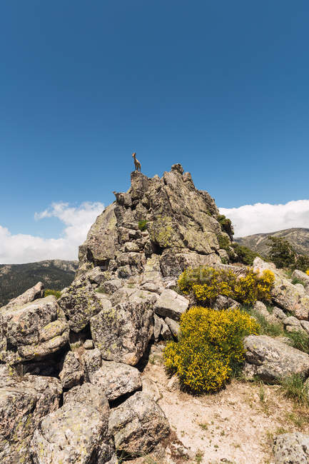Серые козы, смотрящие с любопытством, стоящие на каменистых камнях на фоне ярко-голубого неба — стоковое фото
