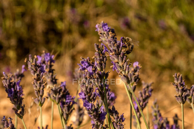 Растущий куст ароматической фиолетовой лаванды с пчелой опыляющей цветы в солнечный день на размытом фоне — стоковое фото