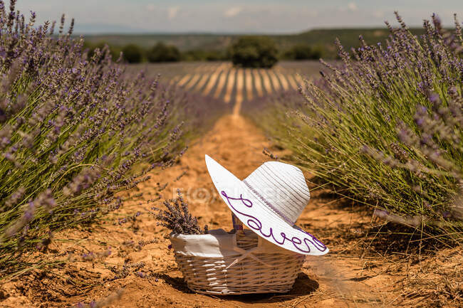 Majestuoso paisaje de campo de lavanda floreciente con cesta de paja y sombrero blanco dejado entre filas de flores púrpuras en el día soleado - foto de stock