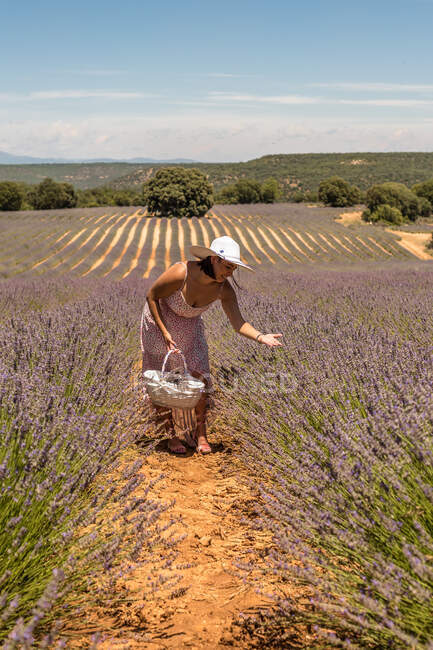 Woman in dress and hat with basket bending over lavender bush while walking in picturesque field on summer day — Stock Photo