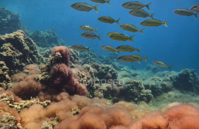 Manadas de peces nadando en el océano - foto de stock