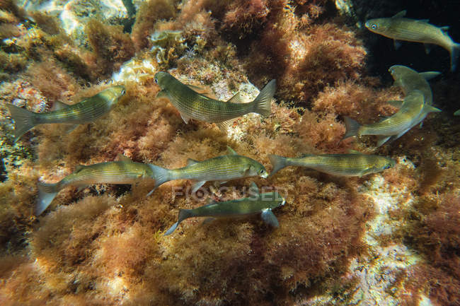Manadas de peces nadando en el océano - foto de stock
