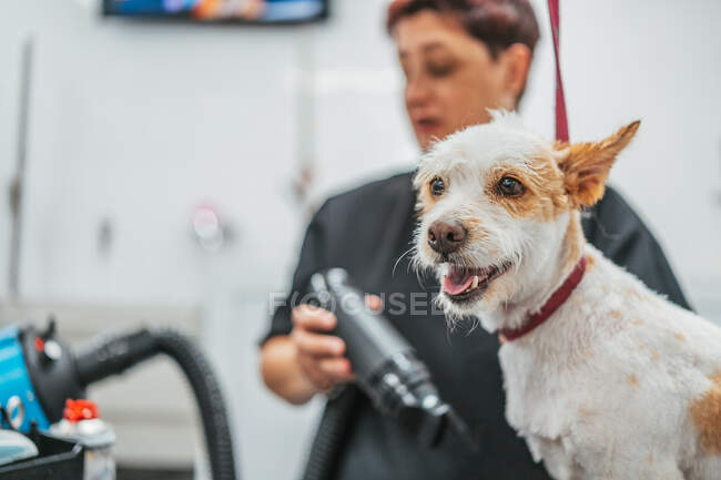 Vista lateral do groomer fêmea focado em óculos que secam a pele do cão de spaniel adorável durante o trabalho no salão — Fotografia de Stock