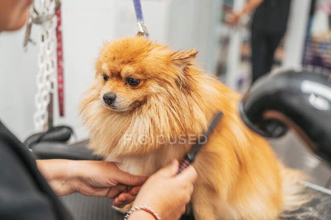 Unrecognizable groomer brushing fluffy Pomeranian Spitz on table in professional salon — Stock Photo