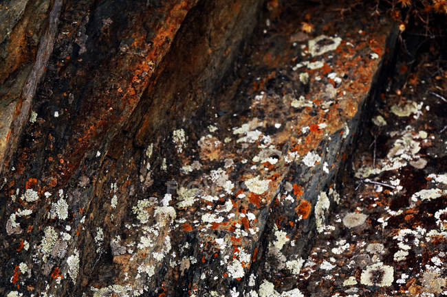 Nahaufnahme von natürlichen abstrakten Flechten, die auf der Rinde eines alten Baumes wachsen — Stockfoto