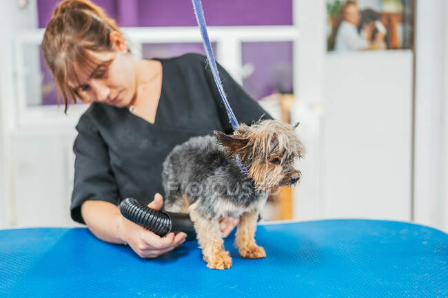 Cheerful terrier dog standing on grooming table while worker trimming fur with electric shaver in salon — Stock Photo
