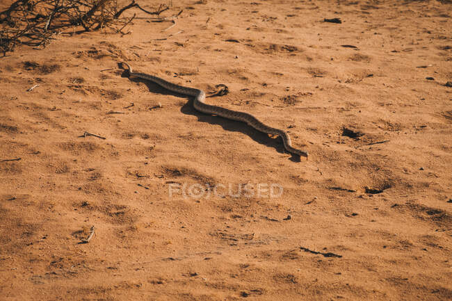 Schlange kriecht an sonnigem Tag in Jordanien auf dem trockenen Sandboden der Wüste Wadi Rum — Stockfoto