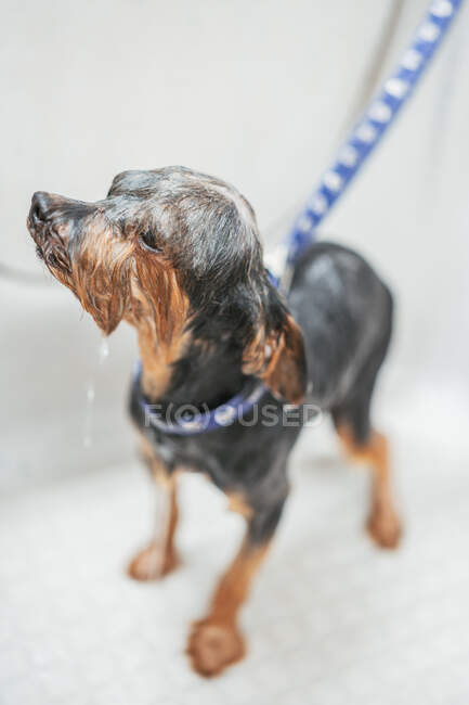 Gros plan chien dans la baignoire — Photo de stock