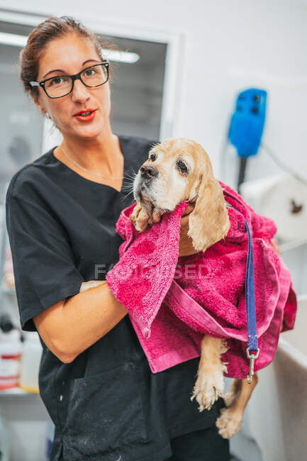 Mulher adulta gentil em uniforme preto que envolve o cão spaniel na toalha e secando a pele após o procedimento de lavagem no salão de arrumação — Fotografia de Stock