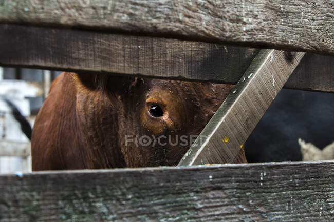 Корова на фермі дивиться на камеру. — стокове фото