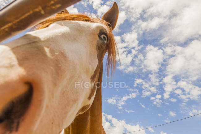 Cavallo marrone in piedi dietro recinzione paddock — Foto stock