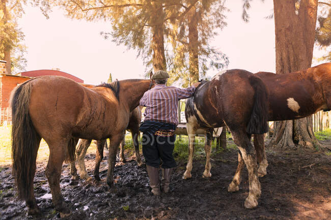 Back view of groom in high boots holding strong brown horses during watering in barnyard in bright day — Stock Photo