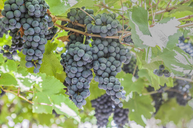 Desde abajo de las uvas jugosas oscuras que cuelgan en el follaje verde en el viñedo - foto de stock