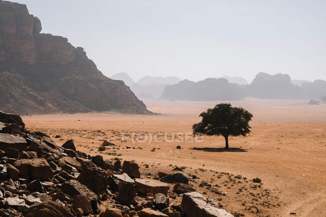 Albero solitario che cresce su terreno sabbioso in giorno nebbioso nel deserto Wadi Rum in Giordania — Foto stock