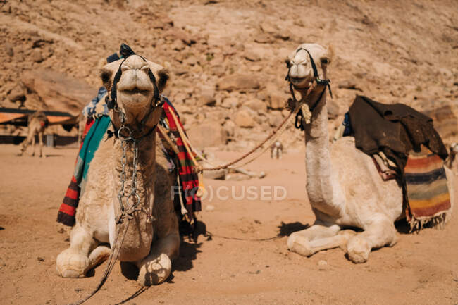 Camels awaiting for their ride in Wadi Rum — Stock Photo