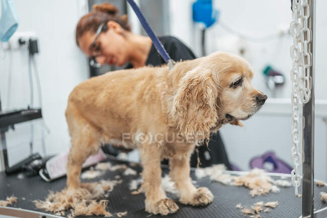 Mujer en uniforme usando afeitadora eléctrica para recortar la piel de perro terrier alegre mientras trabaja en el salón de aseo - foto de stock