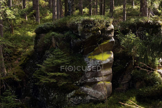 Rocce impilate ricoperte di erba verde e tronchi di alberi che crescono nella foresta estiva nel sud della Polonia — Foto stock