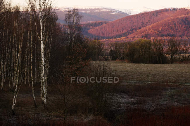 Спокойный вид на зимний лес с голыми деревьями и кустарниками без листьев и заснеженными горами на юге Польши — стоковое фото