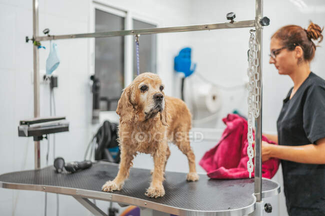 Mulher adulta gentil em uniforme preto que envolve o cão spaniel na toalha e secando a pele após o procedimento de lavagem no salão de arrumação — Fotografia de Stock