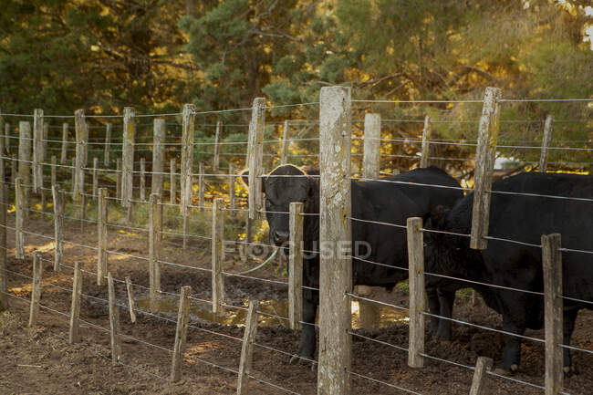 Чёрный теленок в загоне на ферме — стоковое фото