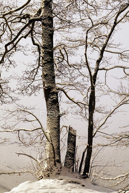 Árboles delgados sin hojas que crecen en el terreno nevado del frío invierno durante el día en la naturaleza en Noruega - foto de stock